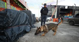 Forró-Caju 2024: Guarda Municipal reforça patrulhamento com cães farejadores no entorno do evento