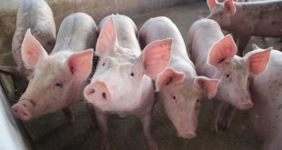 Emdagro confirma qualidade dos suínos em Sergipe