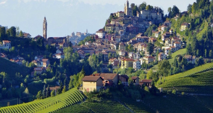 O companheirismo entre homem e cadela faz nascer uma grande vinícola italiana