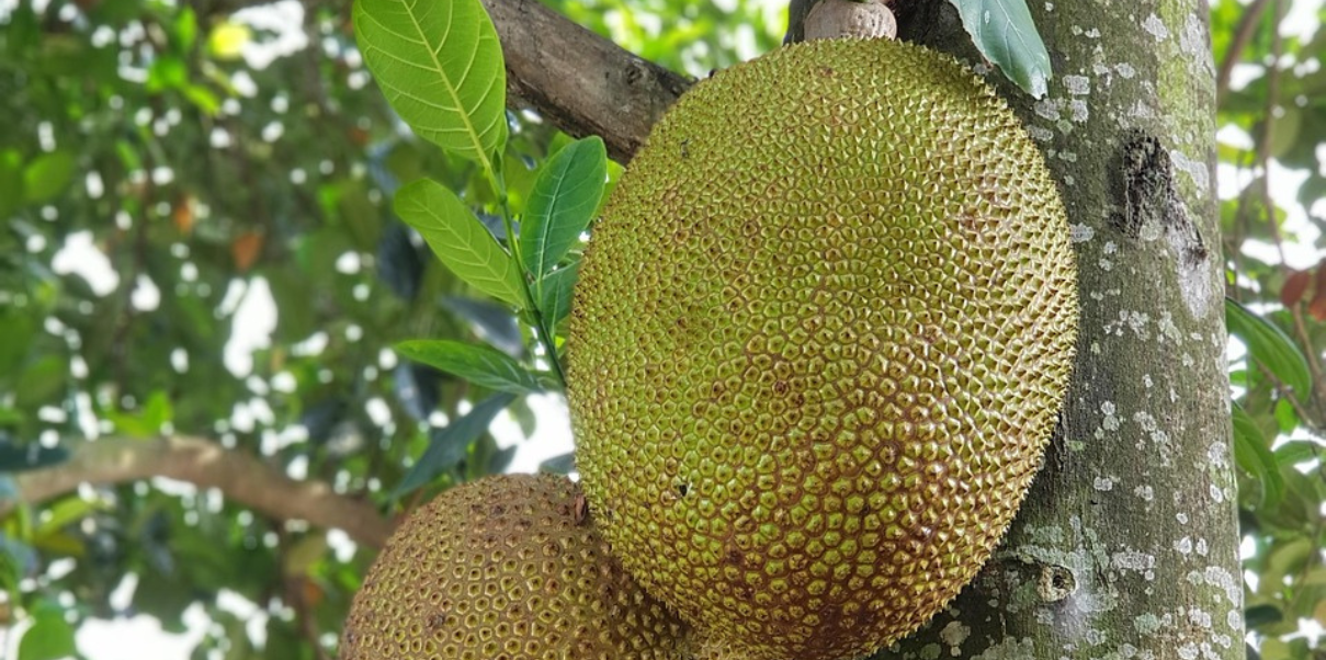 A jaca, o verão e a vida 